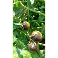 ราคา ต้นพันธุ์ มะเขือเทศดำ มะเขือเทศเชอรี่สีดำ ถุงดำพร้อมปลูก 29บาท black tomato มะเขือเทศม่วง (29929931784)