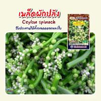 ราคา เมล็ด เมล็ด เมล็ดอินทรีย์ปลัง Ceylon spinach อินทรีย์อินทรีย์ปลัง อินทรีย์ปลัง เมล็ดอินทรีย์ ผักบุ้ (22140257071)