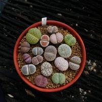 ราคา Lithops ไลทอป ลิทอป หินมีชีวิต ไลทอปคละสายพันธุ์ ไลทอปส่งทั้งกระถาง (2) (15500941694)