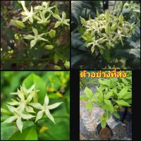 ราคา (2ต้น)(vาย ต้นพันธุ์) ดอก ต้น บุหงารำไป ต้นบุหงารำไป happy (16756172676)