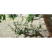 ราคา ต้นผักหวานสีทอง 1ชุด ได้4ถุง เพาะเมล็ด (43856216758)