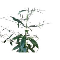 ราคา ใบสดฟ้าทะลายโจร เมล็ดฟ้าทะลายโจร และต้นฟ้าทะลายโจร (29358412955)