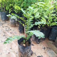 ราคา ต้นเมตตามหานิยม ไม้มงคล (16693285437)