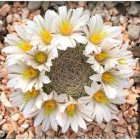 ราคา Mammillaria lenta ถือว่าเป็นราชินีแห่งแมมเลยก็ว่าได้ เวลาออกดอกรอบหัวจะเป็นมงกุฎ (2835225454)