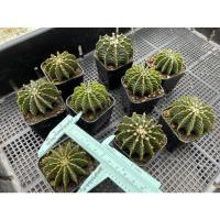 ราคา LB 2178 แท้ ไม้เมล็ด Gymnocalycium Cactus (ยิมโนคาไลเซียม แคคตัส) (13616687434)