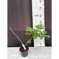 ราคา มะเดื่อฝรั่ง Fig พันธุ์ Abicou (40965222657)