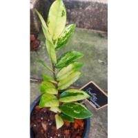 ราคา กวักมรกตไม้มงคลไม้ฟอกอากาศ (6593739752)