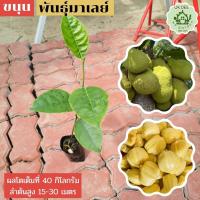 ราคา ต้นขนุนทองมาเลย์ ต้นขนุนเพาะเมล็ด แข็งแรง โตไว ต้น35บาท3ต้น100 (16469564021)
