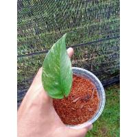 ราคา อิพิด่างขาว อิพิด่างเหลือง ไม้ฟอกอากาศ อ่านรายละเอียดก่อนนะครับ (13413766972)