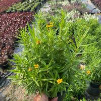 ราคา ทาร์รากอน Tarragon มีกลิ่นหอม รสเผ็ดร้อน กระถาง 8 นิ้ว สมุนไพรฝรั่ง (25022575630)