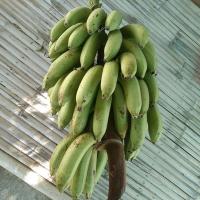 ราคา หน่อกล้วยหอมทองเครือใหญ่ต้นเตี้ย หน่อละ50 (22463168266)