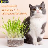 ราคา ต้นอ่อนข้าวสาลี หญ้าแมว พร้อมปลูก ต้นข้าวสาลีออแกนิค ต้นข้าวสาลีแมว เมล็ดข้าวสาลีเกรดพรีเมี่ยม (9765197867)