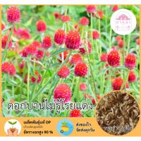 ราคา ดอกบานไม่รู้โรยสีแดง 70 เมล็ด (29823382687)