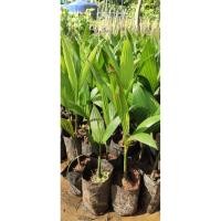 ราคา ต้นหมากเตี้ยชุมแพ/หมากเคี้ยว 2ถุง130 บาท (11696689755)