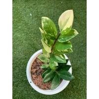 ราคา กวักมรกตด่าง ต้นจริงสวยมาก (9261453569)