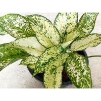 ราคา ต้นเพชรน้ำหนึ่ง ฟอร์มกอ (25464034218)