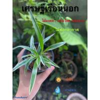 ราคา เศรษฐีเรือนนอก ไม้มงคล ไม้ฟอกอากาศ (3028188546)
