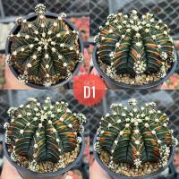 ราคา ยิมโนด่าง ไม้เมล็ด ไซด์แม่พันธุ์ ขนาด 6 cm ราคาถูก ยิมโนหัวสี กระบอกเพชร แคคตัส cuctus ยิมโนราคาถูก (23574832907)