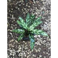 ราคา ต้นเขียวหมื่นปีไม้ประดับดูดสารพิษ (7157316423)