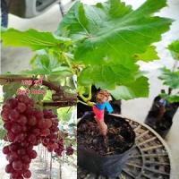 ราคา ต้นองุ่นพันธุ์เรดรูบี้ รูบี้โรมัน​ เป็นองุ่นแห่งแดงทับทิมสยาม​ รสชาติหวานกรอบ​ ปลูกง่าย​ ไร้เมล็ด​ ทนแดด (8480191709)