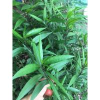 ราคา ต้นปีกไก่ดำ กระดูกไก่ดำ สมุนไพร (3994756109)