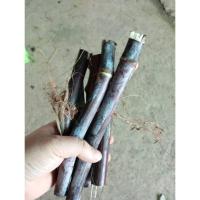 ราคา อ้อยดำ อ้อยแดง ตัดสด ขาย 6 ท่อน 99 บาท อ้อยดำ 1ท่อน จะมี 2-3ข้อตา ยาวประมาณ 20-30 เซนติเมตร อ้อยมงคล อ้อยโบราณ (26091504963)