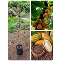 ราคา ต้นโกโก้ชุมพร(เพาะเมล็ด)สูง50-60ซม.ต้นพร้อมปลูก (44120850679)