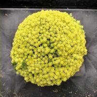 ราคา แพรทองแคระ กระถาง 6 นิ้ว (23803985607)