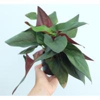 ราคา พลูอินโด หลังแดง (Syngonium Erythrophyllum, Syngonium Red Arrow) ต้นไม้ฟอกอากาศ ต้นไม้ในห้องนอน ในกระถาง (13322365709)
