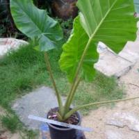 ราคา ว่านพญาจงอาง ไม้โบราณนิยมปลูกไว้ริมบ้านกันงู 1 เหง้า (7371194042)