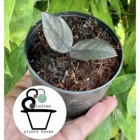 ราคา ต้นกวักมรกตใบดำไม้ฟอกอากาศ (4588703535)