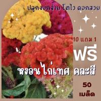 ราคา เมล็ดพันธุ์ หงอนไก่ หงอนไก่เทศ/หงอนไก่ไทย ✅ราคาถูกปลูกง่าย ดอกสวยมากซื้อ10แถม1 คละได้ (2356579979)