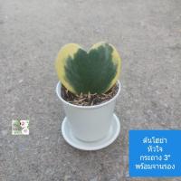 ราคา ต้นโฮย่าใบรูปหัวใจ ต้นหัวใจทศกัณฑ์ Sweet Heart Valentine Hoya กระถาง 3" พร้อมจานรอง ใบเป็นรูปหัวใจ ใบด่างเขียวขอบเหลือง (29824390038)