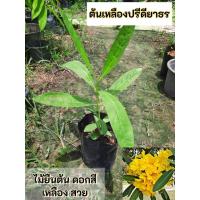ราคา ต้นเหลืองปรีดียาธร เหลืองปรีดียาธร (43656730806)