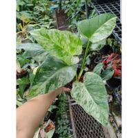 ราคา ฟิโลเดนดรอนหูช้างด่างขาว Philodendron giganteum variegated (27100781231)