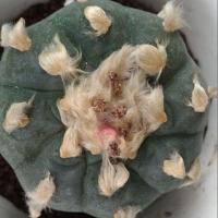 ราคา เมล็ด โลโฟ วิลเลี่ยม ( Lophophora williamsii ) (5743147314)