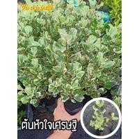 ราคา ต้นหัวใจเศรษฐี สาริกาลิ้นทองด่าง (9290109837)