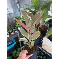 ราคา ยางอินเดียด่างชมพู สูง 20 ซม. ด่างสวยมาก (11517611444)