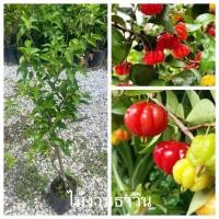 ราคา มะยมแดง/มะยมฝรั่ง แข็งแรงสมบูรณ์ (42513656757)