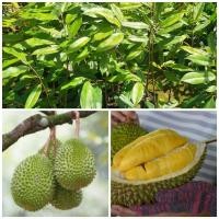 ราคา ต้นทุเรียนมูซังคิงทุเรียนมาเลสูง 1 เมตร (19074360042)