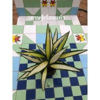 ราคา เศรษฐีเรือนแก้ว(สวน5ป) (3253211513)