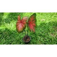 ราคา บอนสีเงาะถอดรูป#รากเต็มๆ❤️กดเลือกได้ต้นตามภาพไปเลยจ้า (13522302173)