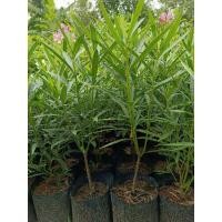 ราคา ต้นยี่โถ/ไม้ดอกไม้ประดับ/ไม้มงคล (25280615765)