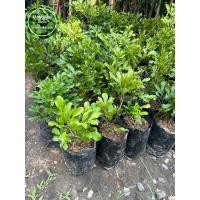 ราคา ต้นประยงค์ กิ่งตอน เสียหายเคลมฟรี (19688792365)