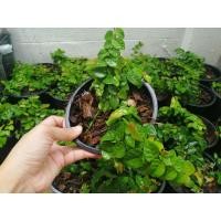 ราคา ต้นตีนตุ๊กแก​ มีรากแล้วพร้อมปลูก​ ไม้ฟอกอากาศ (4592621555)