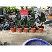 ราคา ยางอินเดียดำ ไม้ฟอกอากา (4143433346)