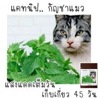 ราคา 100 เมล็ด เมล็ดพันธุ์แคทนิป catnip กัญชาแมว (5554826071)