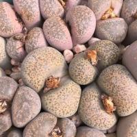 ราคา 10 เมล็ด ไลทอป กระบองเพชร ไม้อวบน้ำ แคคตัส Living Stones Lithops สายพันธุ์ terricolor (24104457751)