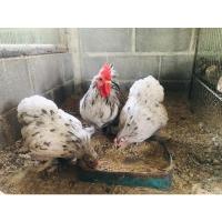 ราคา ไข่เชื้อไก่มินิโคชินสีบลู จำนวน 5 ฟอง (11020967038)