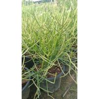 ราคา พญาไร้ใบ (Indian tree spurge) (22928012507)